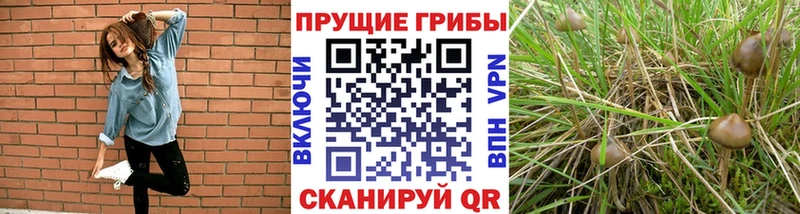 Галлюциногенные грибы Cubensis  купить наркоту  Медвежьегорск 
